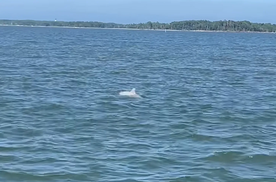 Albino dolphin