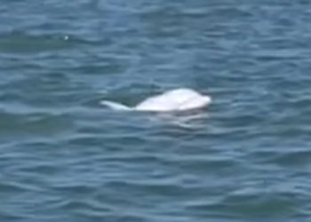 Albino dolphin