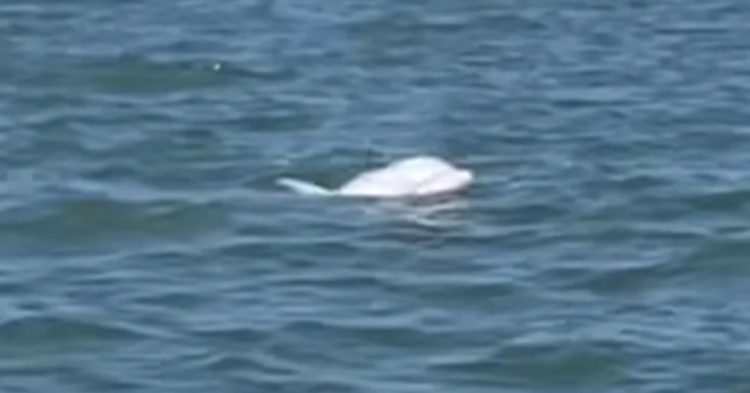 Albino dolphin