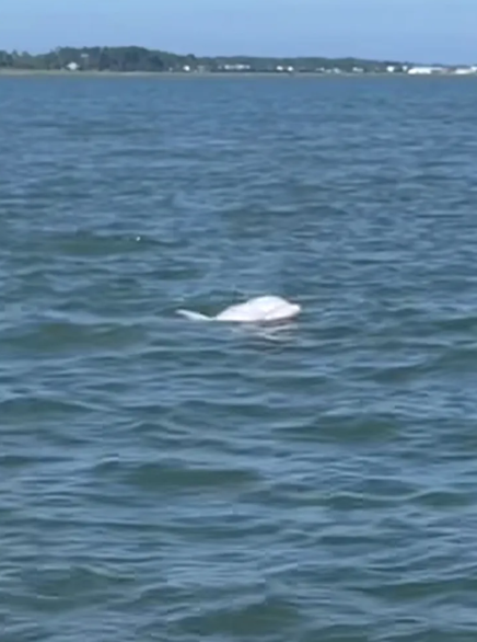 Albino dolphin