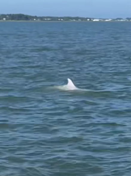 Albino dolphin