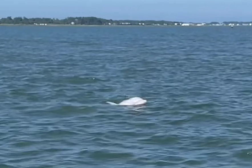 Albino dolphin