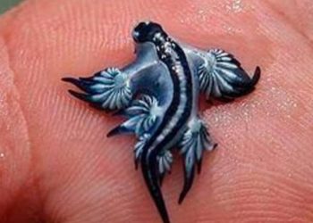 Blue Dragon sea creature