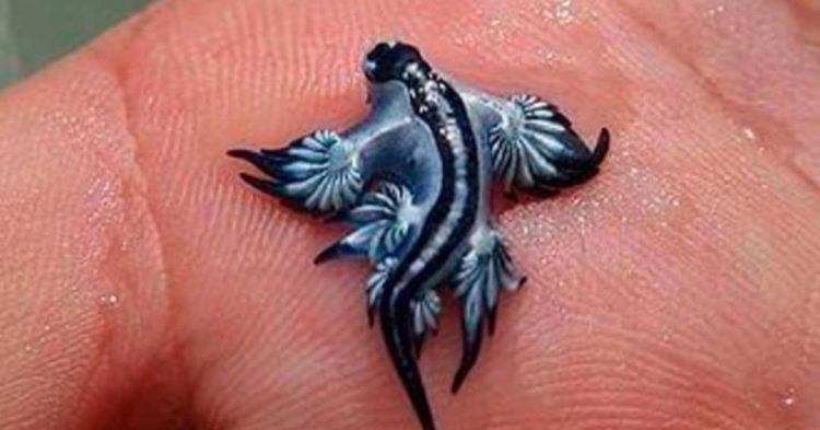Blue Dragon sea creature