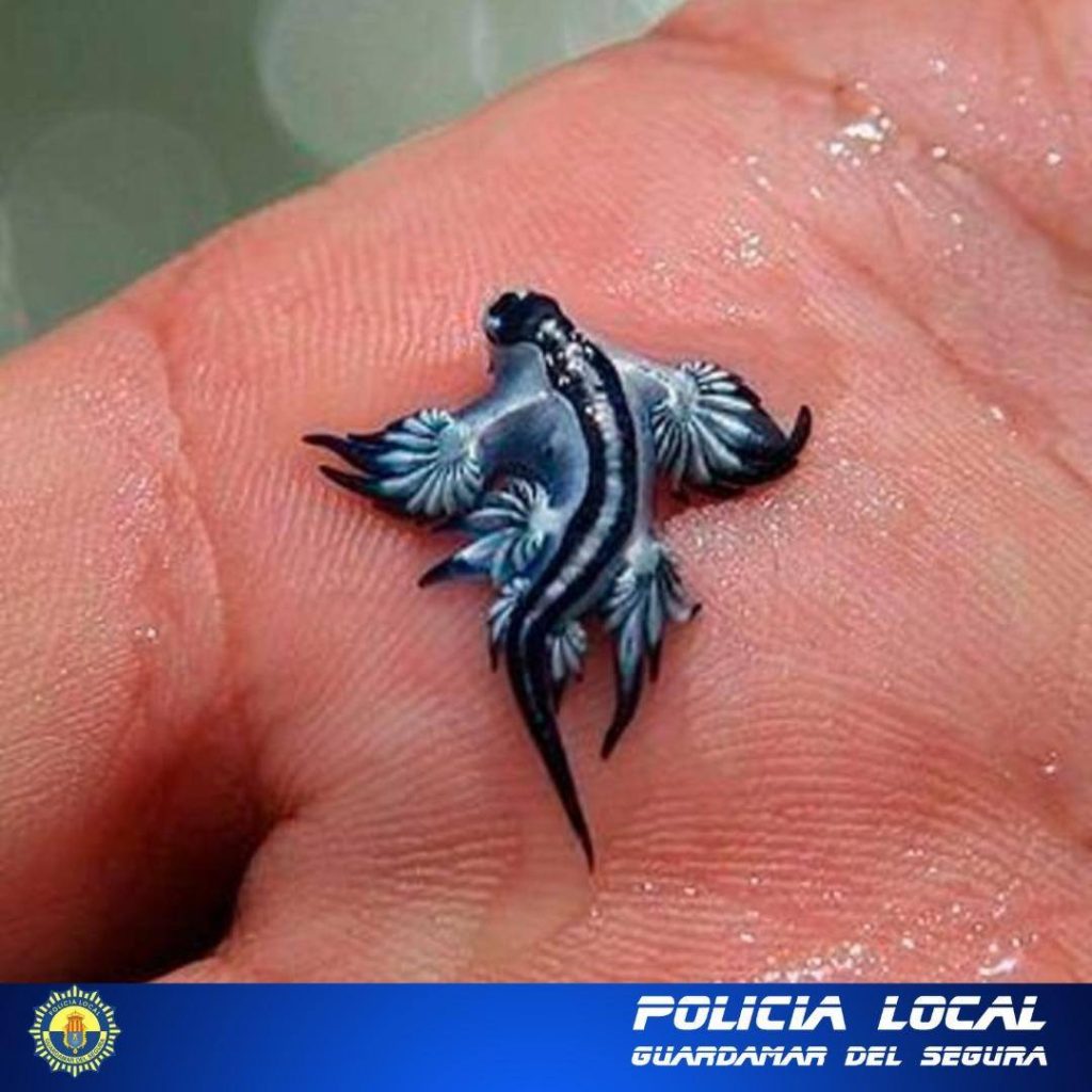 Blue Dragon sea creature
