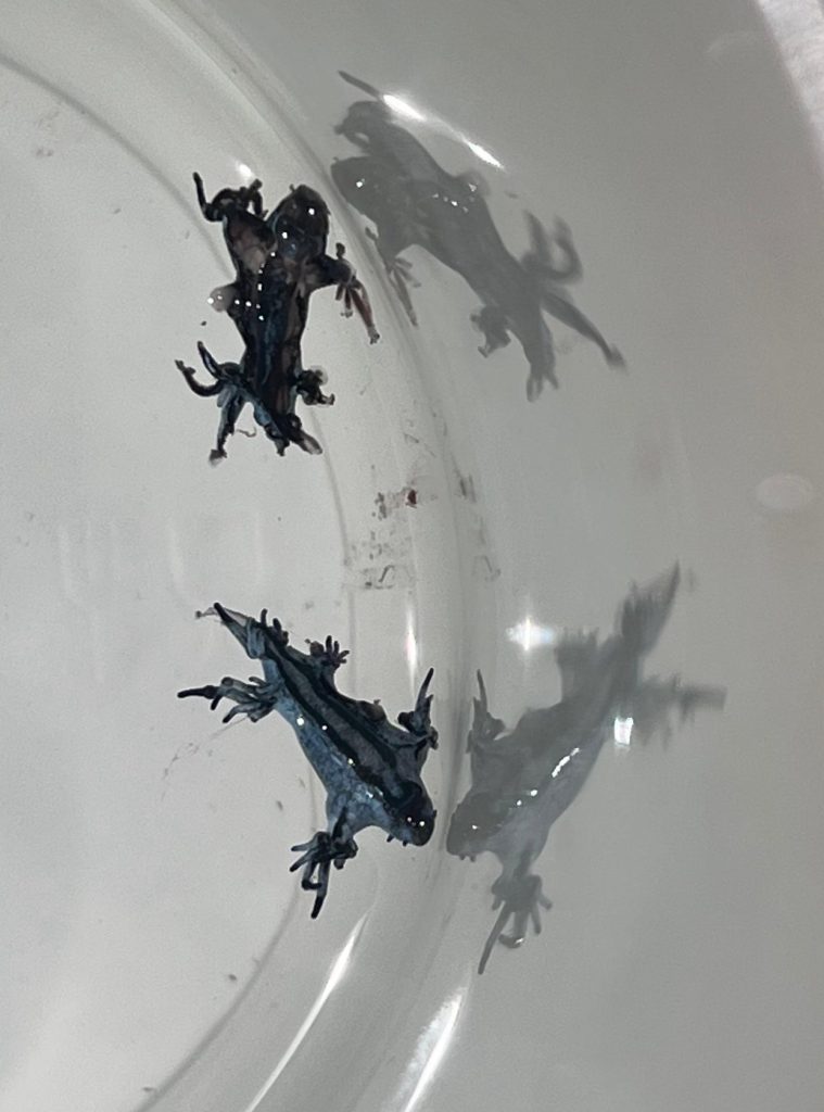 Blue Dragon sea creatures