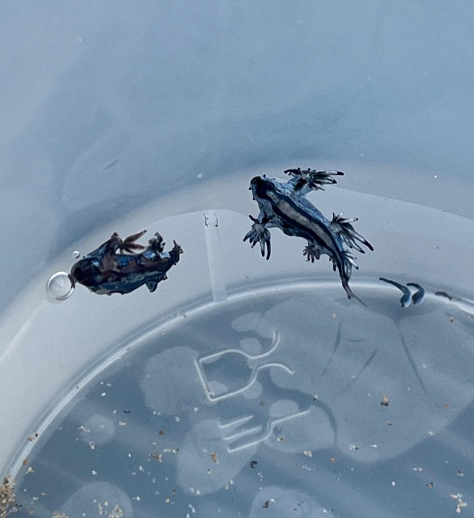 Blue Dragon sea creatures