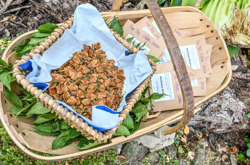 Dinosaur tree seeds