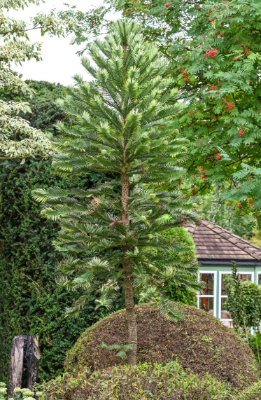 Dinosaur tree