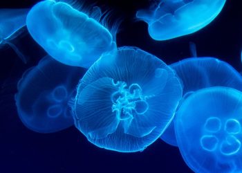 Jellyfish