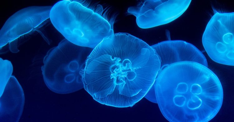 Jellyfish
