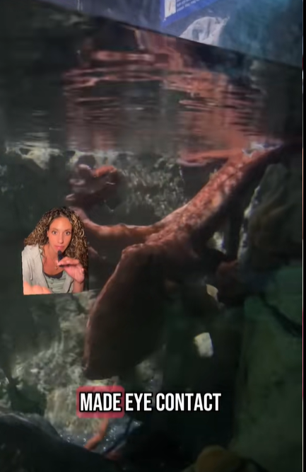 Octopus in tank