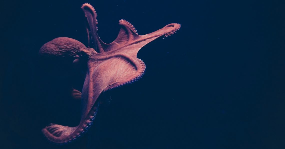Octopus in tank