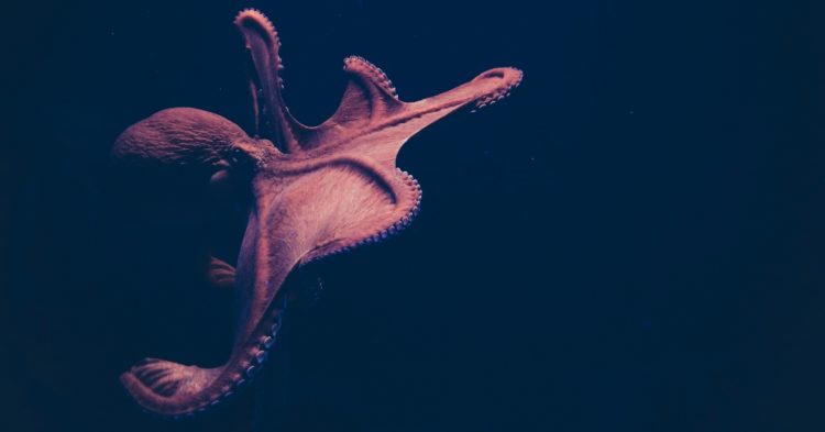 Octopus in tank