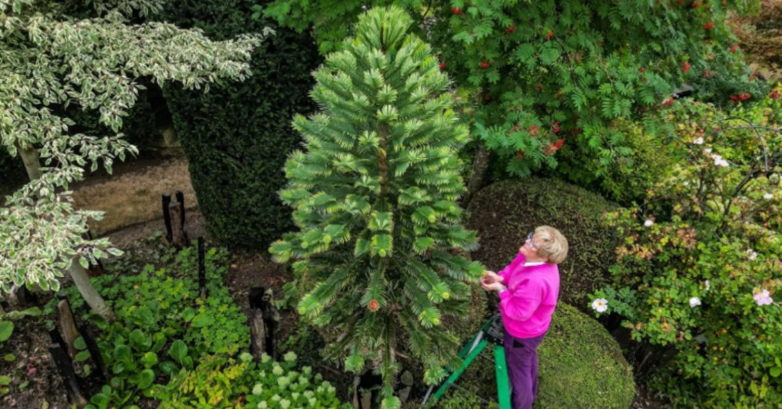 Pamela Thompson with dinosaur tree