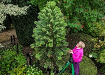 Pamela Thompson with dinosaur tree