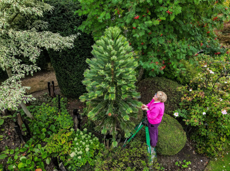Pamela Thompson with dinosaur tree
