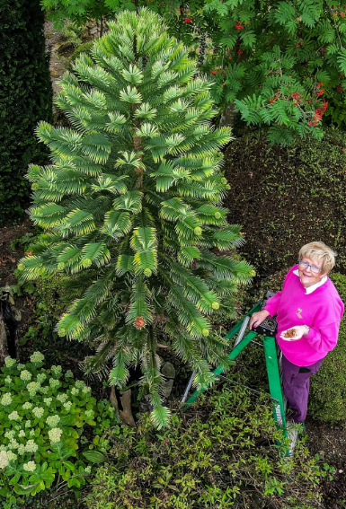 Pamela Thompson with dinosaur tree