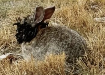 Infected rabbit