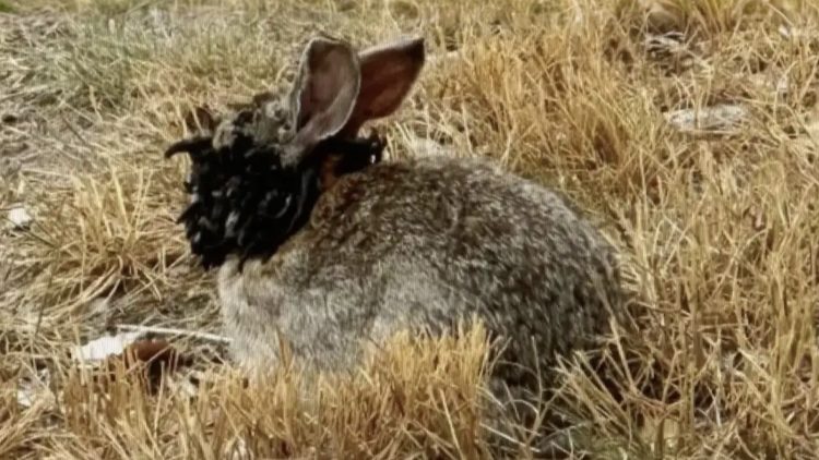 Infected rabbit