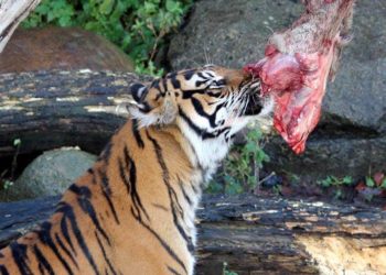 Tiger eating meat