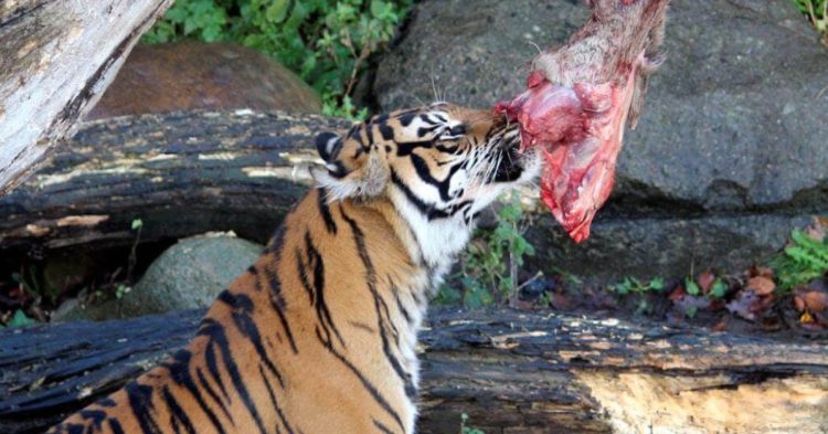 Tiger eating meat