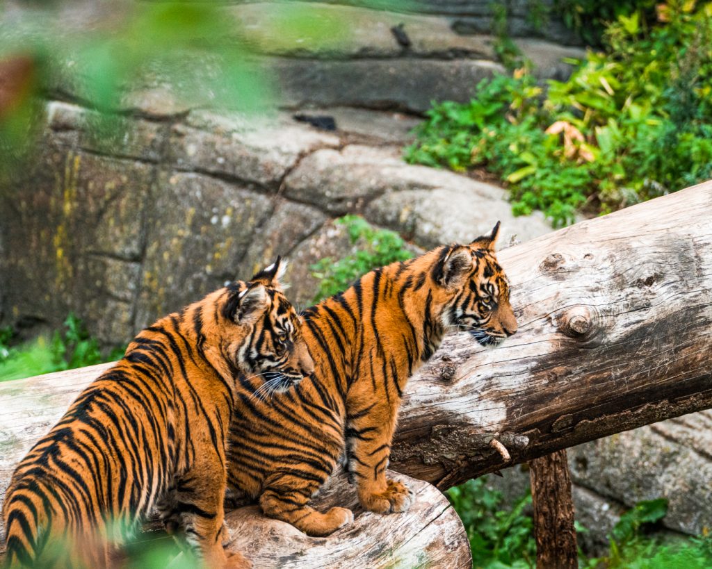 Tigers at Aalborg Zoo