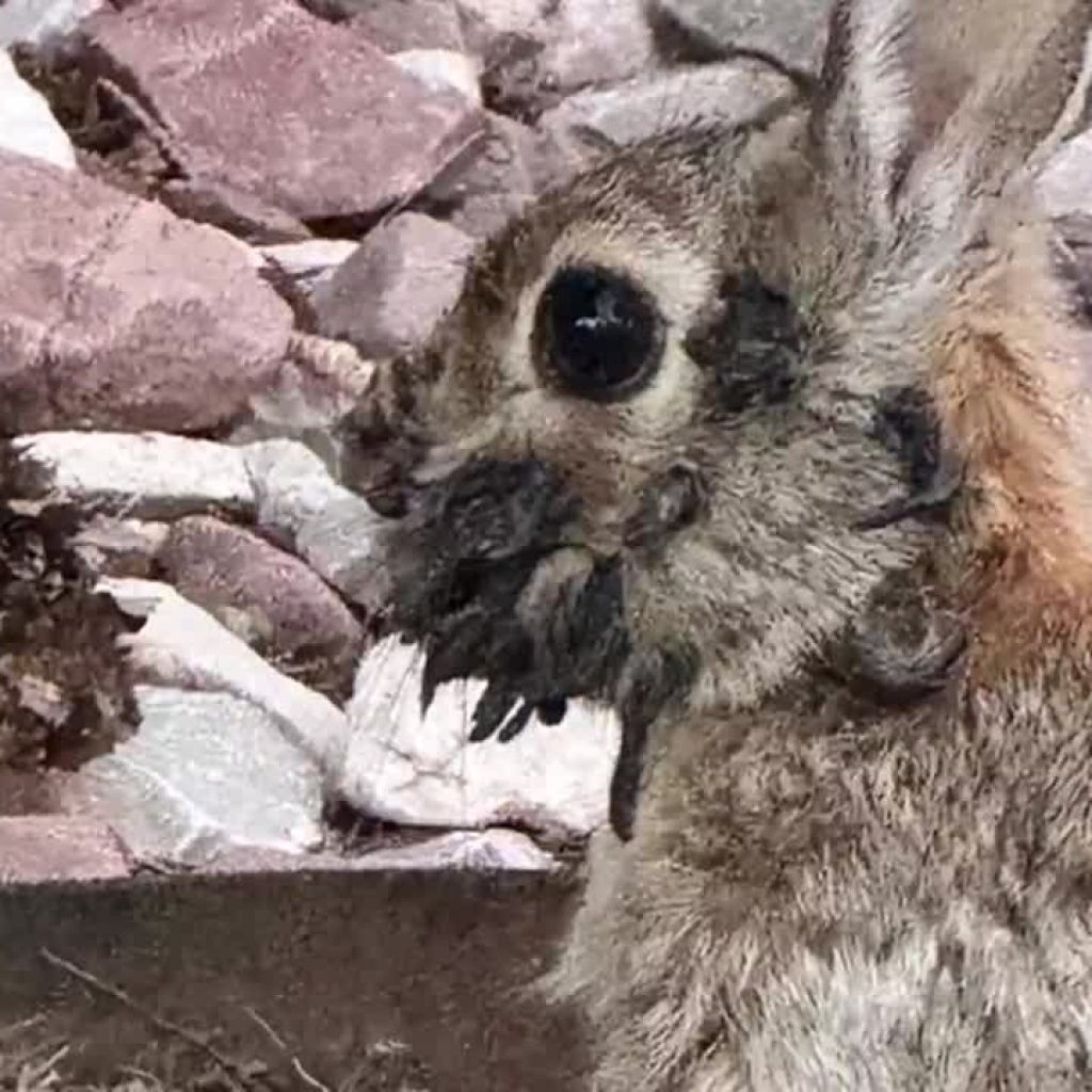 infected rabbit