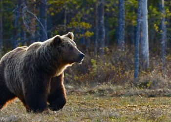 Brown bear