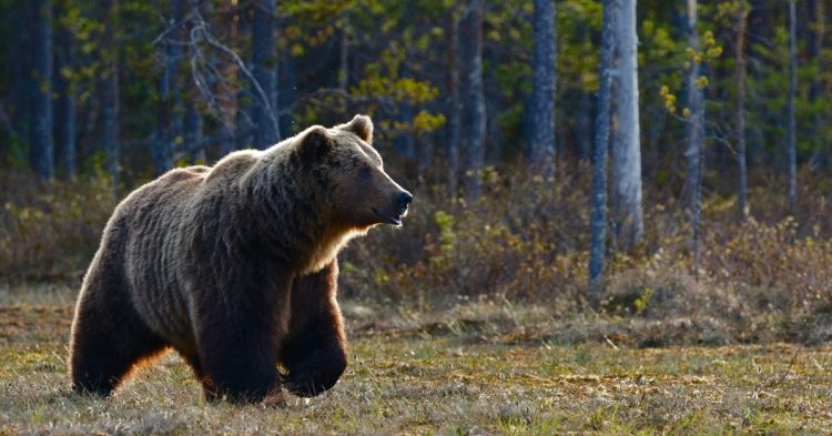 Brown bear