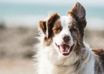Dog by the beach