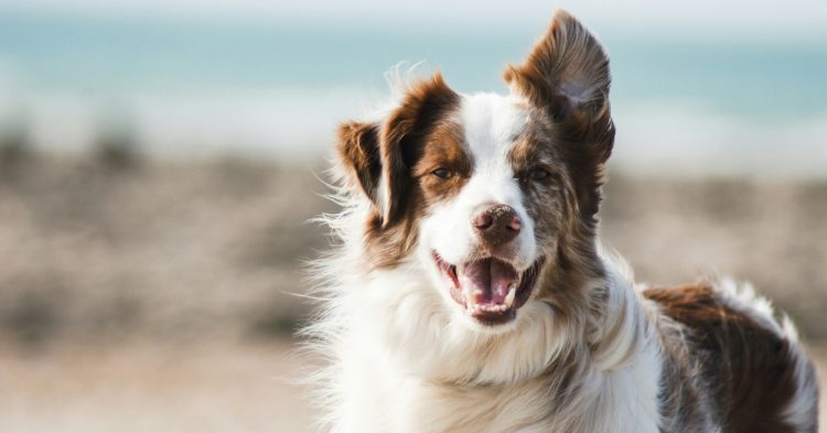 Dog by the beach