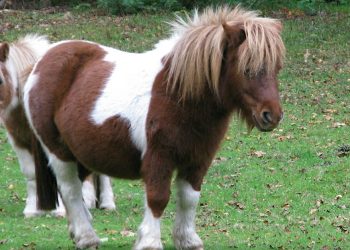 Shetland ponies