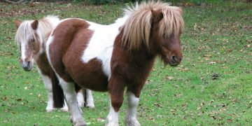 Shetland ponies