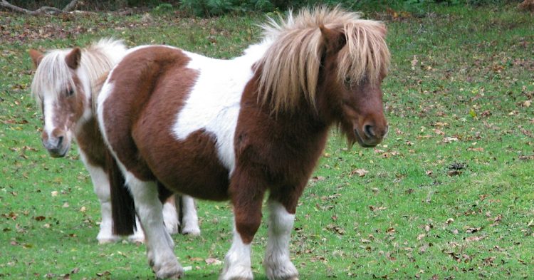 Shetland ponies