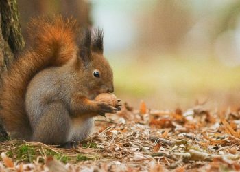 Squirrel