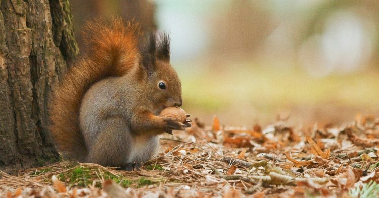 Squirrel