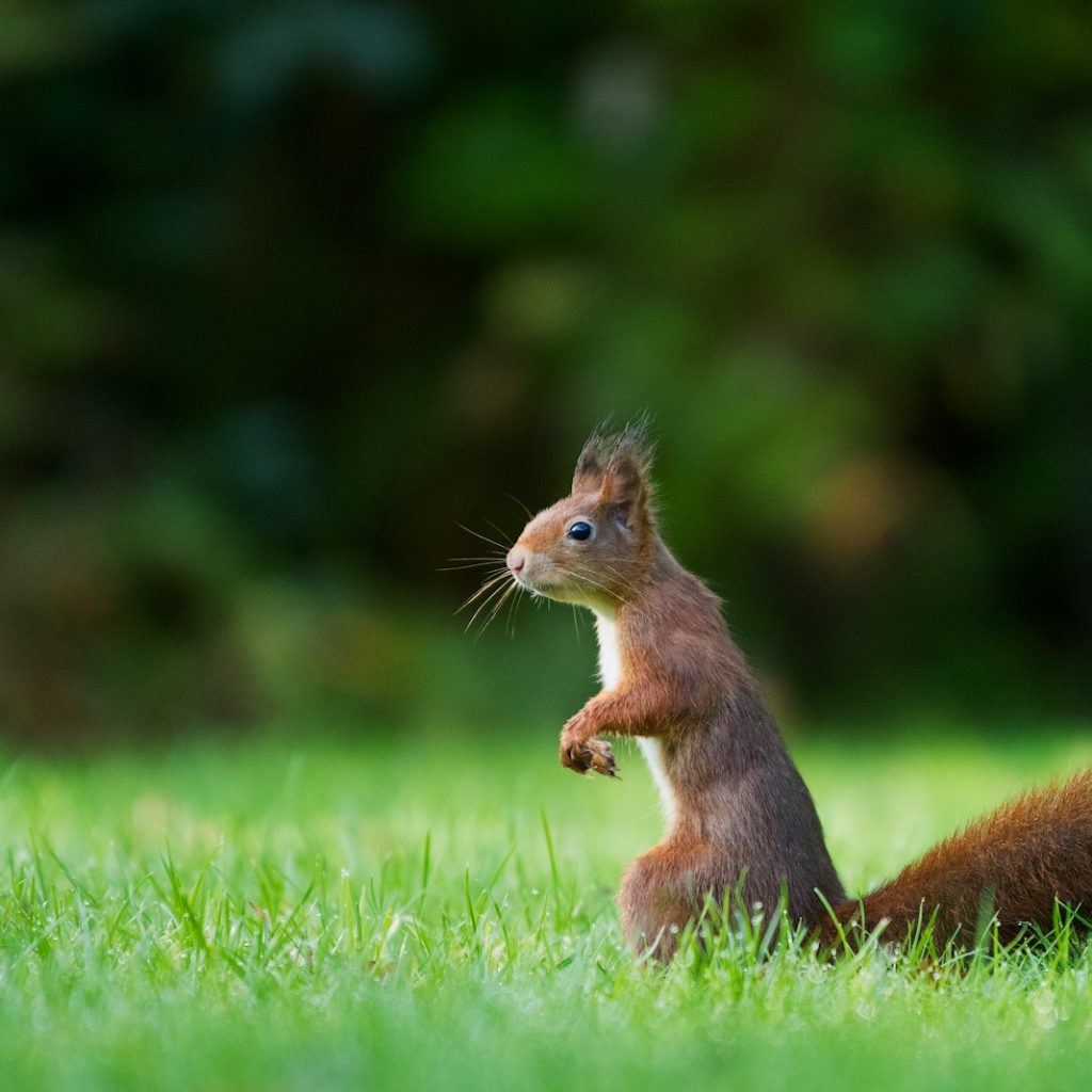 selective focus photography of brown squirrel standing on green grass during daytime