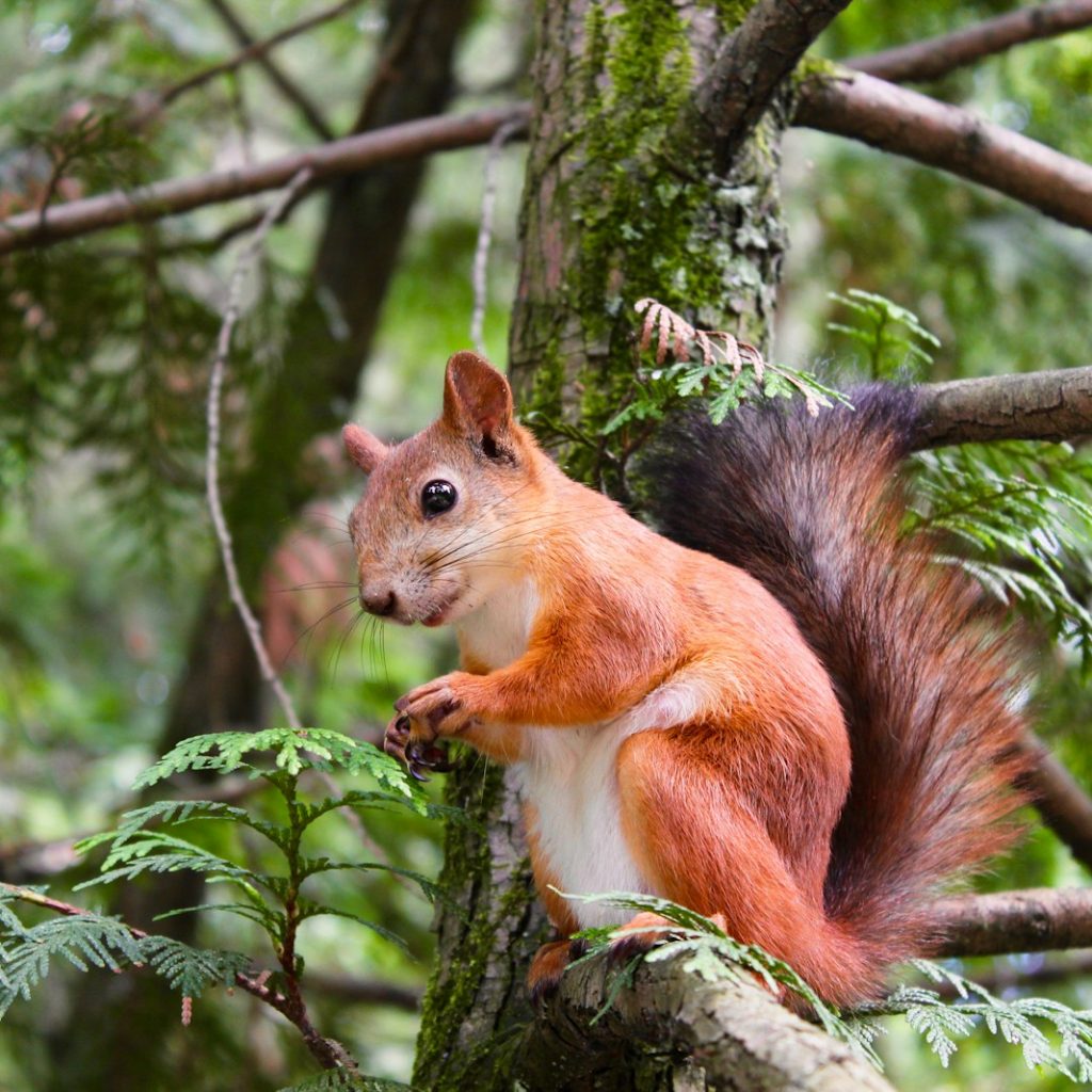 brown squirrel on tree branch at daytime