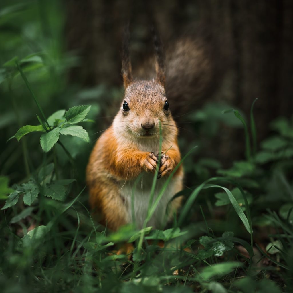 brown and white squirrel on green grass during daytime