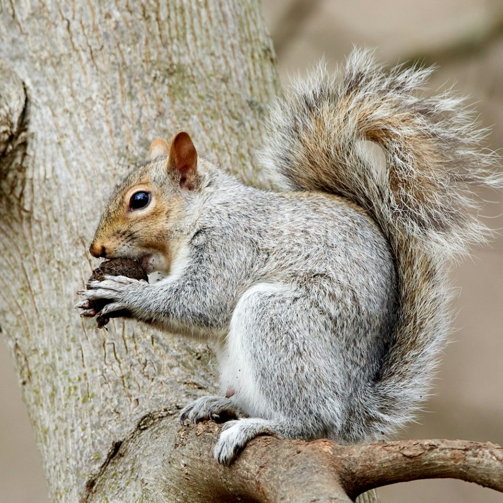 selective focus photography of squirrel eating walnut on tree brunbch