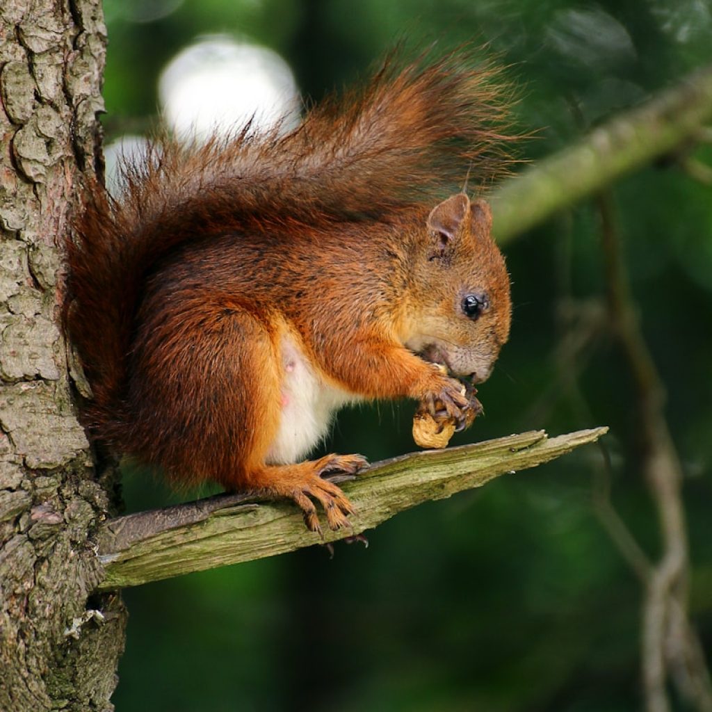 brown squirrel on branch of tree eating nut