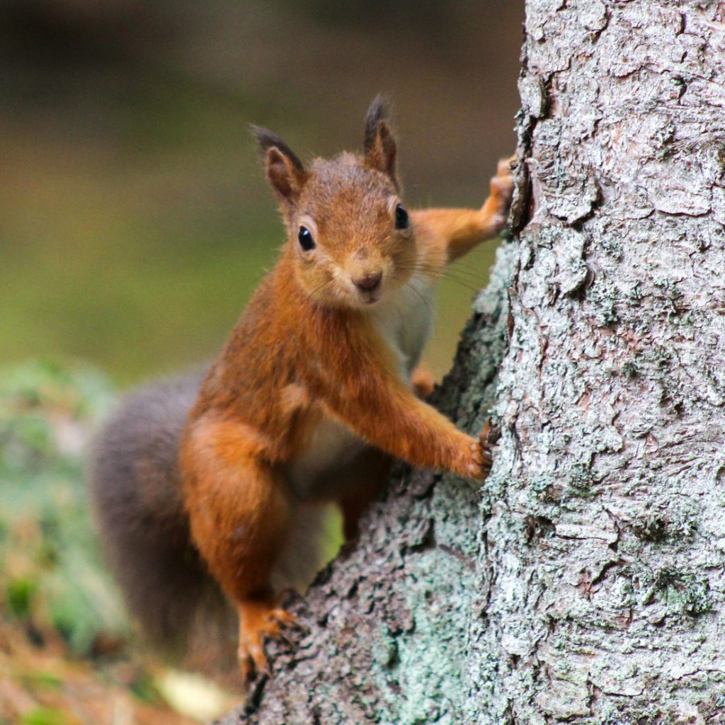 brown squirrel on brown tree trunk