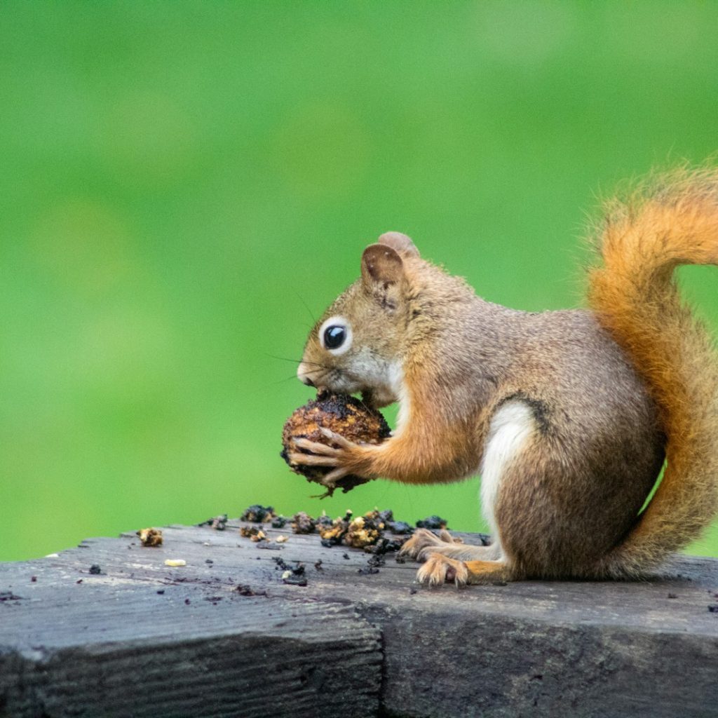 brown squirrel eating nuts