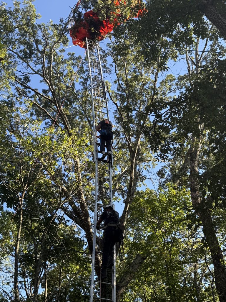 Firefighters rescuing skydiver stuck in tree