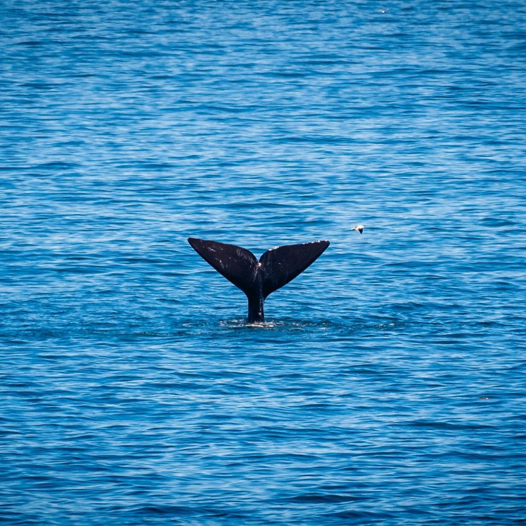a whale tail flups out of the water