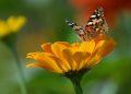 Butterfly standing on flower