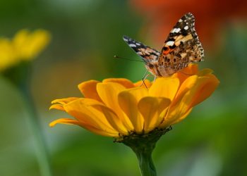 Butterfly standing on flower