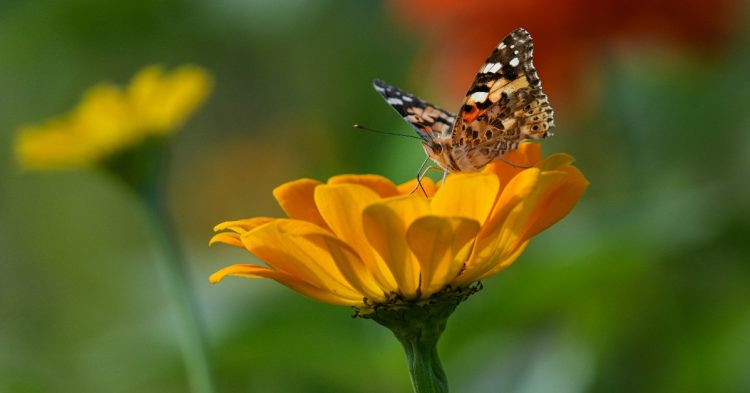 Butterfly standing on flower