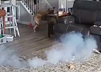 Dog starts house fire from chewing on battery